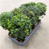 MYRTUS  11 CM COMMUNIS 1X10